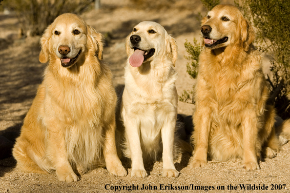 Golden Retrievers 