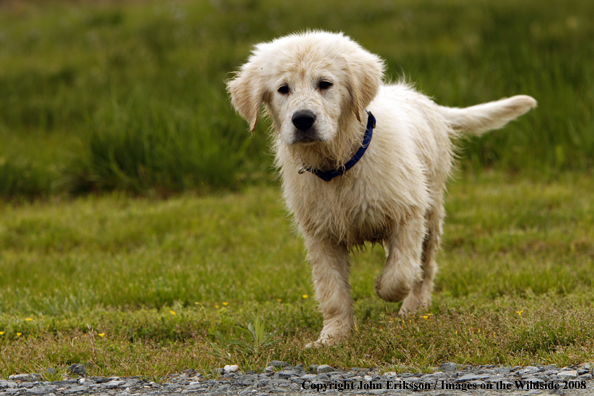 Golden Retriever puppy