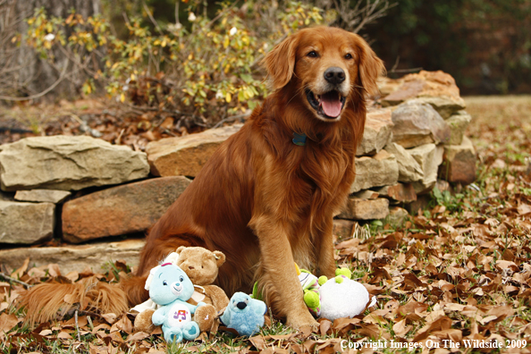 Golden Retriever with Toys