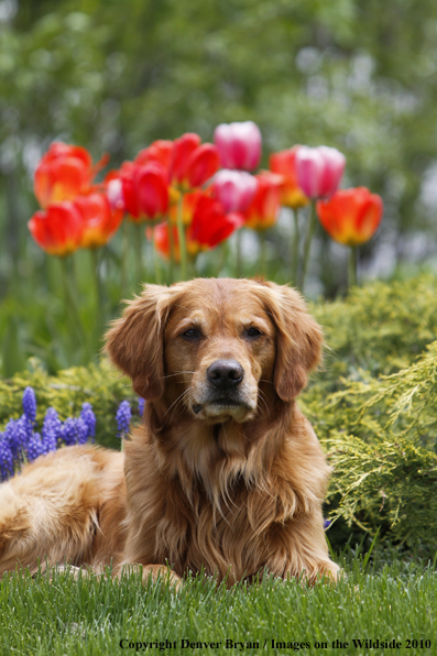 Golden Retriever