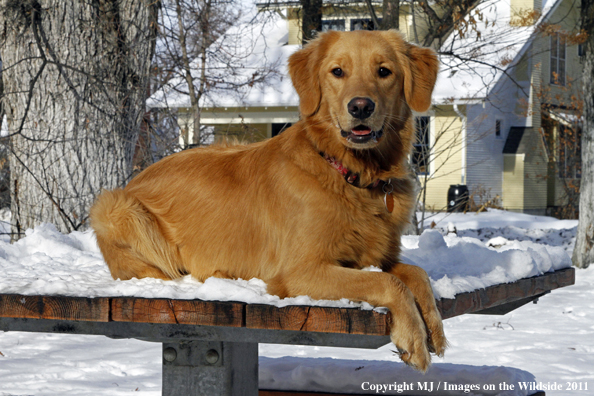 Golden Retriever in winter.