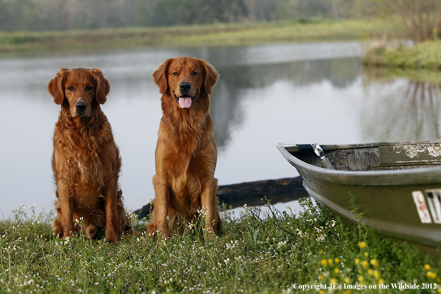 Golden Retrievers