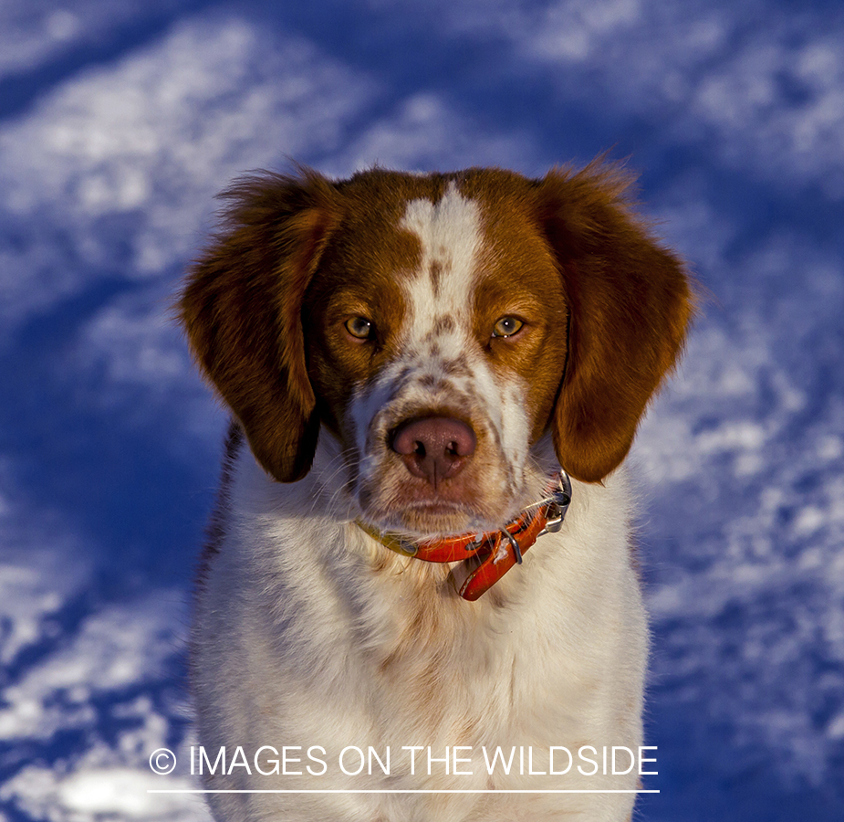 Brittany Spaniel 