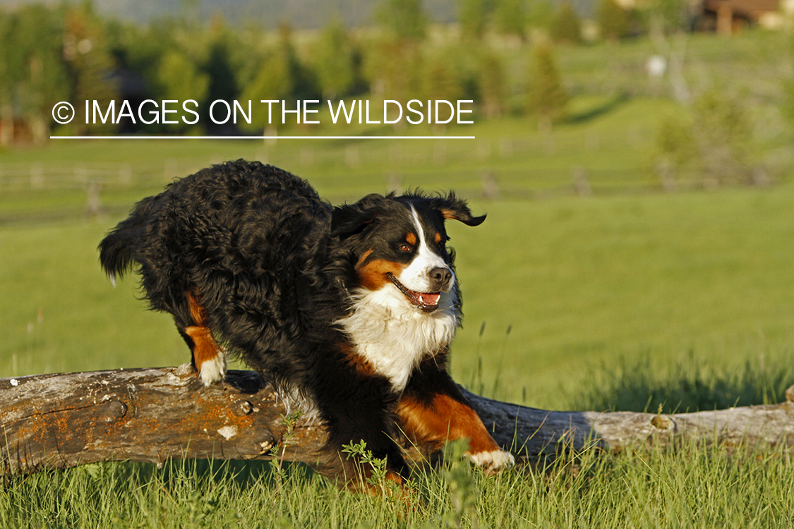 Bernese Mountain Dog jumping.