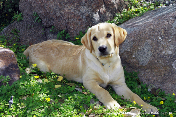 Yellow Labrador Retriever Puppy