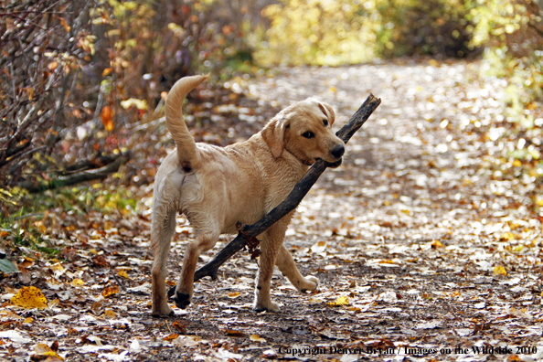 Yellow Labrador Retriever Puppy with stick