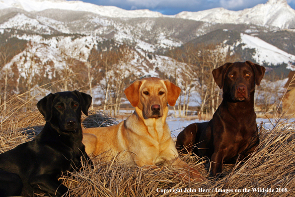 Multi-colored labrador retrievers