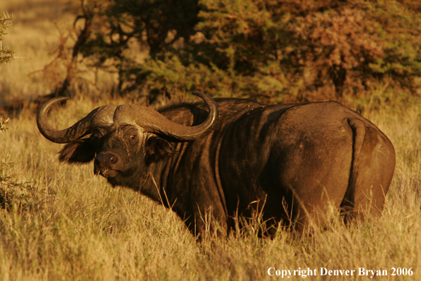 African Cape Buffalo