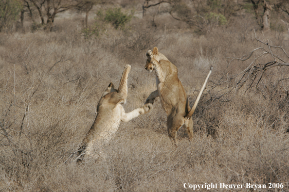 African lionesses playing