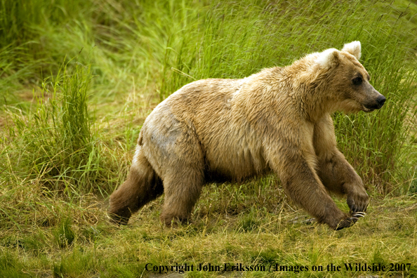 Brown bear running