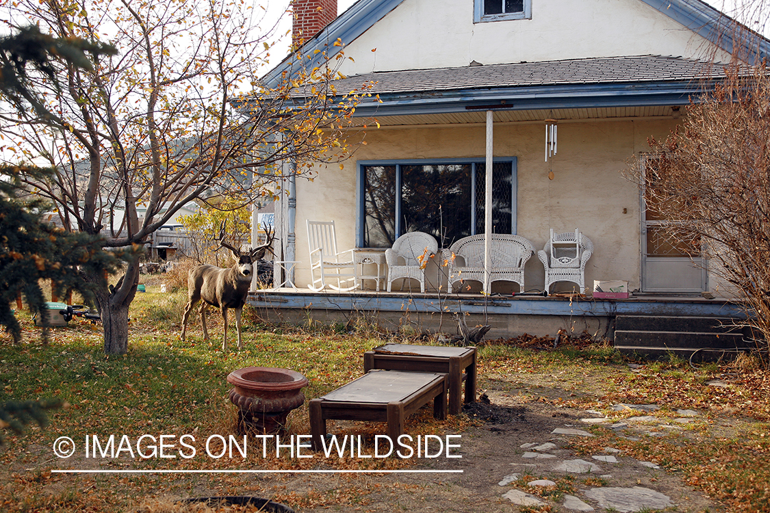Mule deer in urban setting