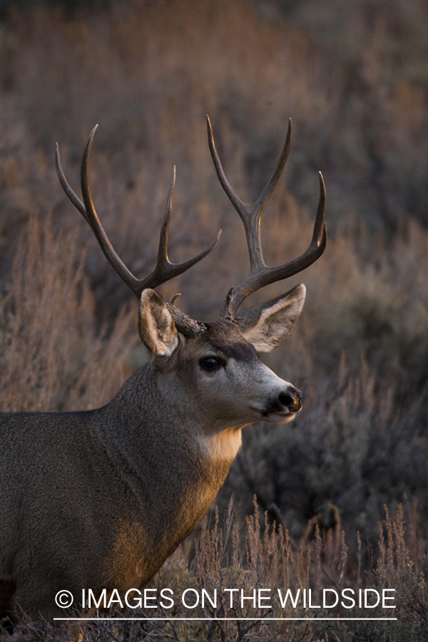 Mule deer 