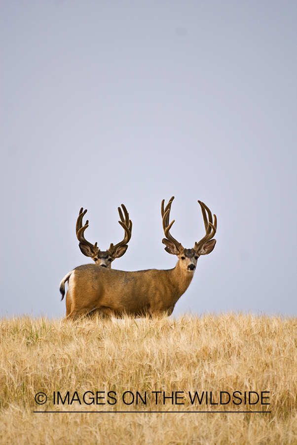 Mule deer 
