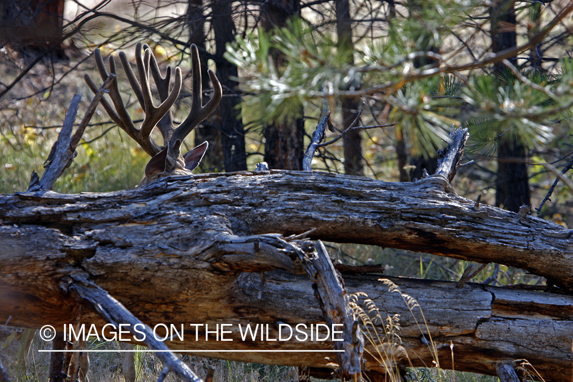 Mule Deer in Habitat