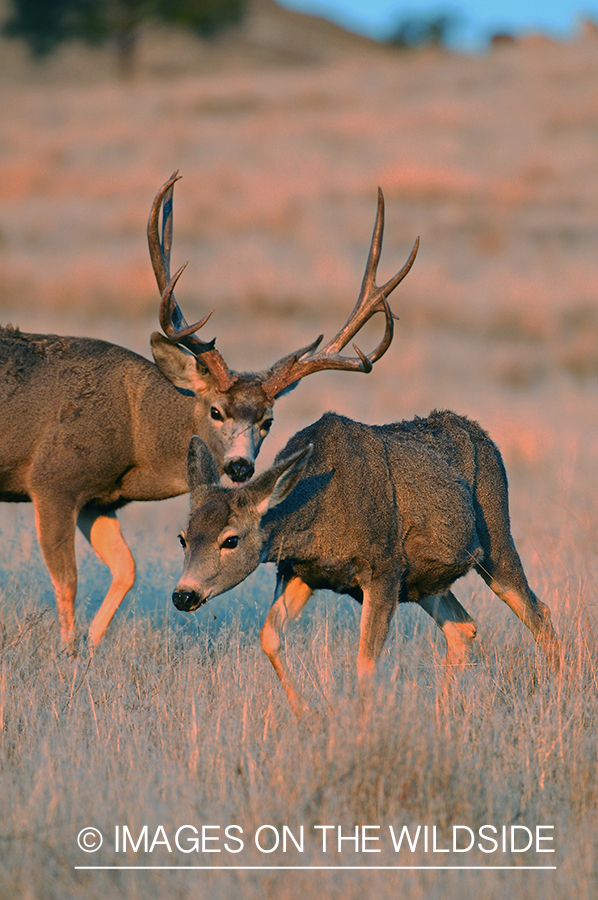 Mule Deer