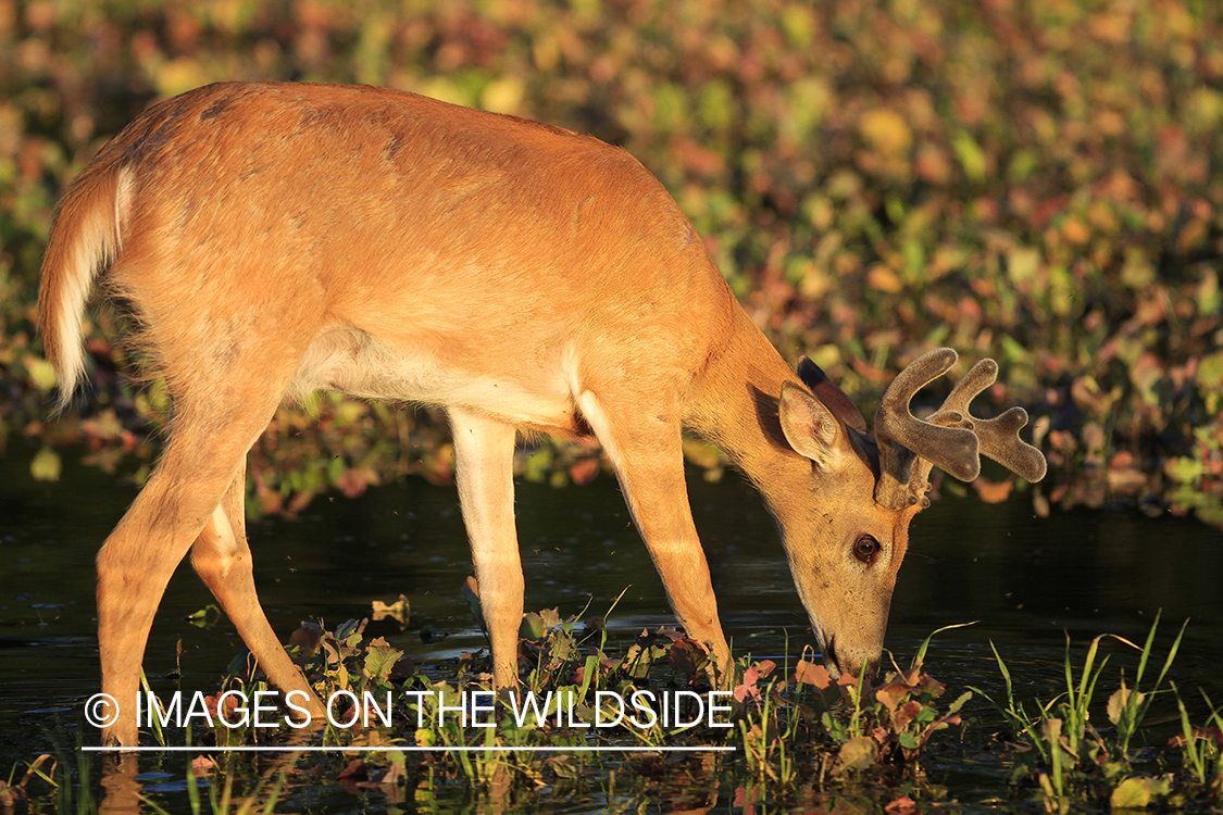 Whie-tailed deer apple creek