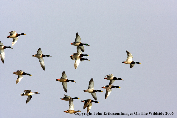 Mallard ducks in habitat.