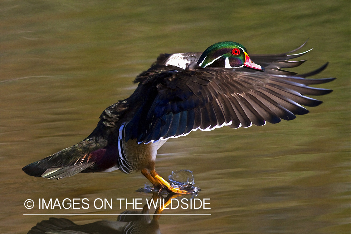 Wood Duck