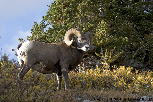 Rocky Mountain bighorn sheep (ram).