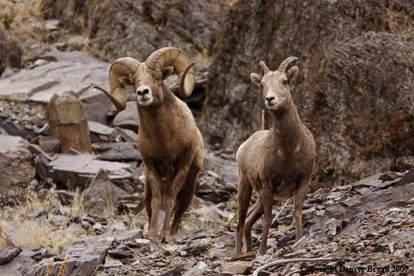 Rocky Mountain Big Horn Sheep