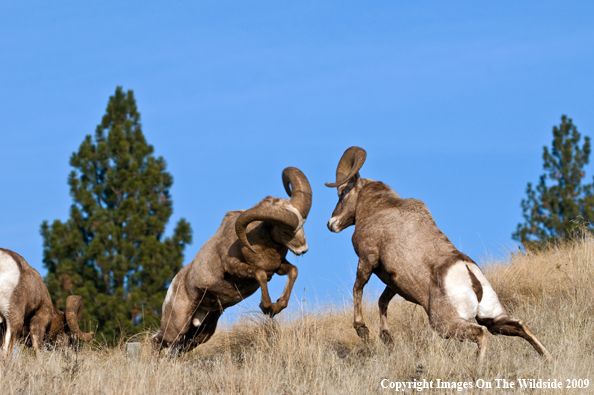 Rocky Mountain Bighorn Sheep