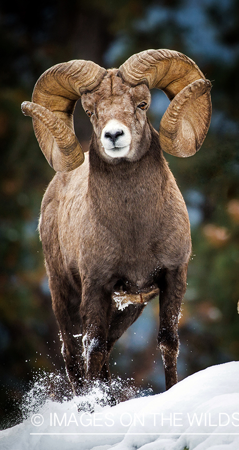Bighorn sheep ram in habitat.