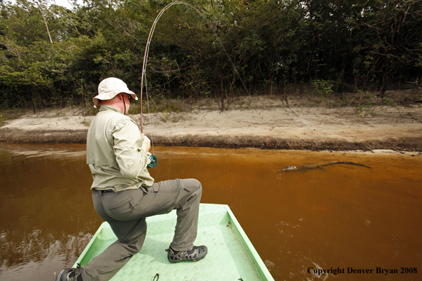 Flyfisherman playing a caimen