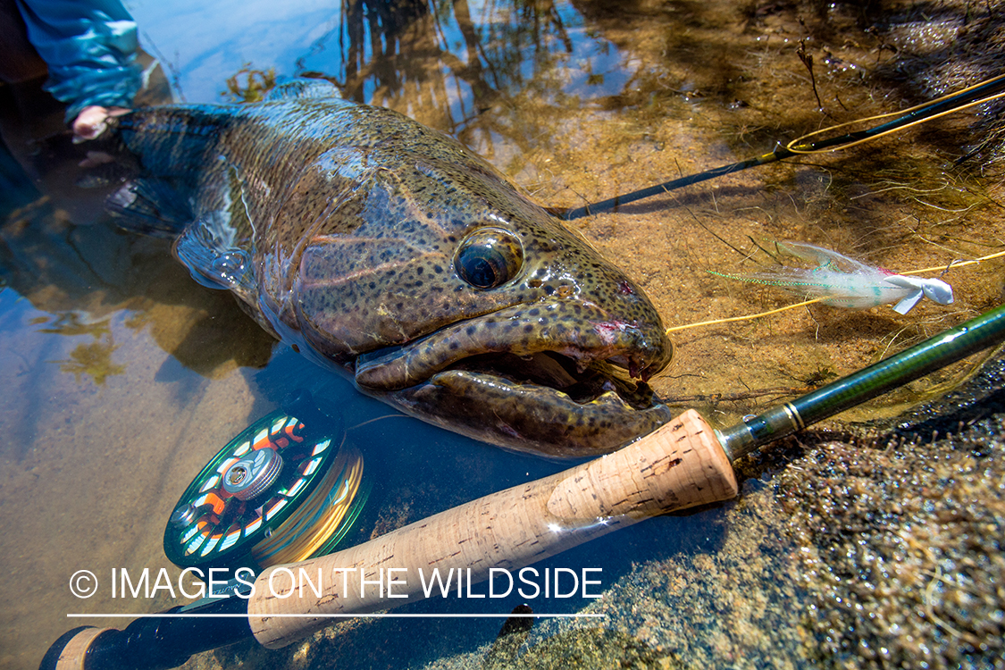 Wolf fish next to fly rod in Kendjam region, Brazil.