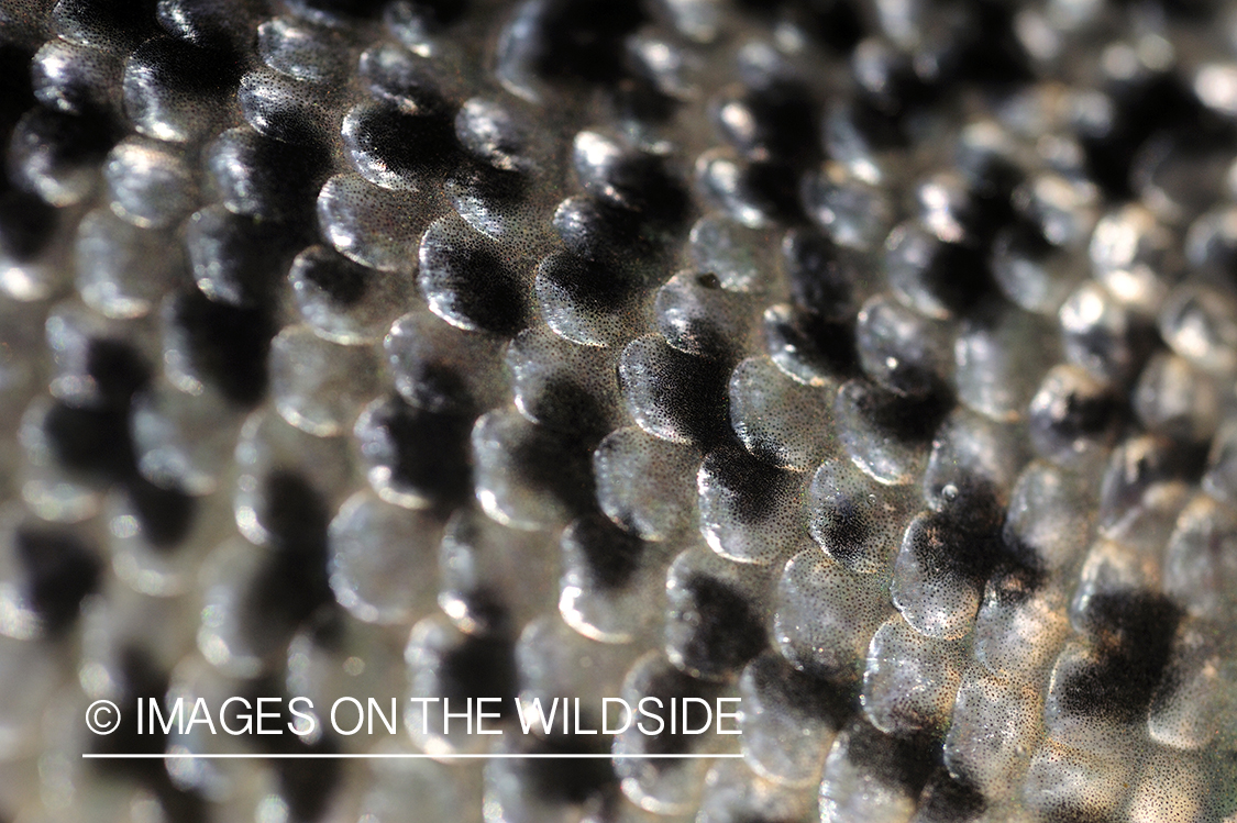 Close-up of Rainbow trout scales.