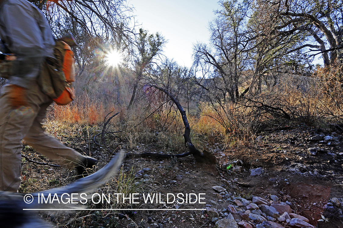 Upland game bird hunter with English Setters in field.