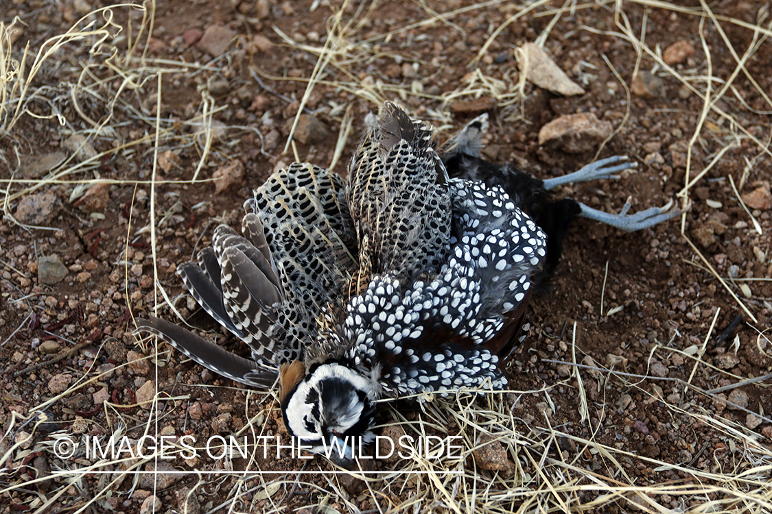 Bagged Mearns quail.