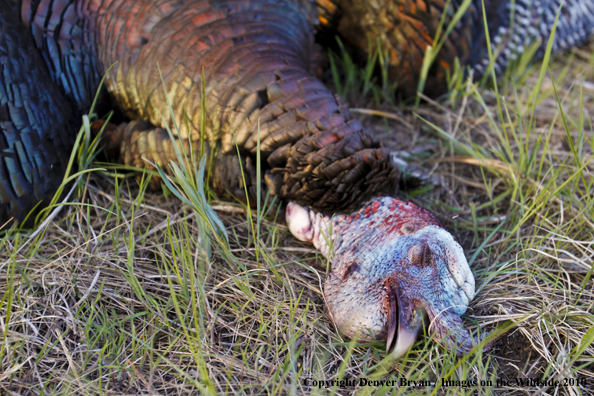 Bagged (Merriam's) Turkey