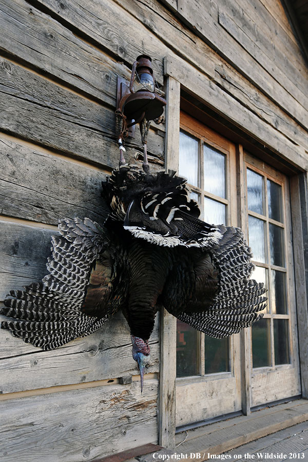 Turkey bagged and hanging.