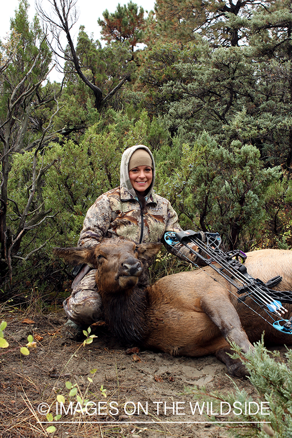Woman hunter with bagged cow elk.