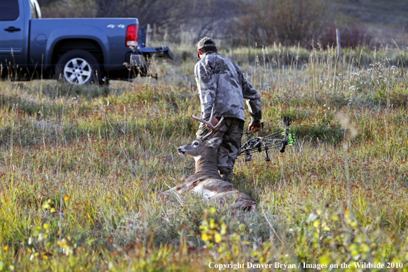 Bowhunter dragging downed white-tailed buck to truck