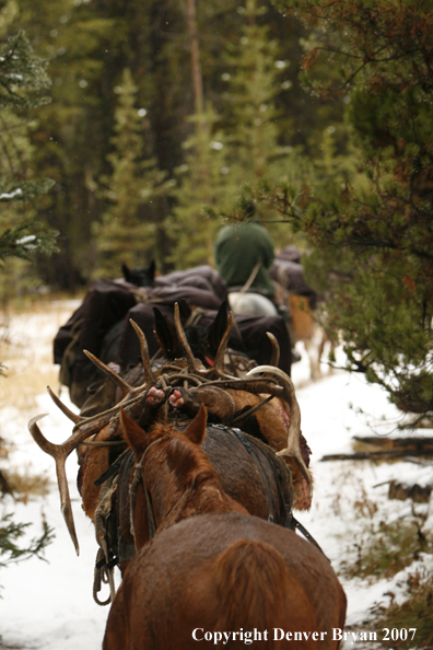ELk hunter with pack string