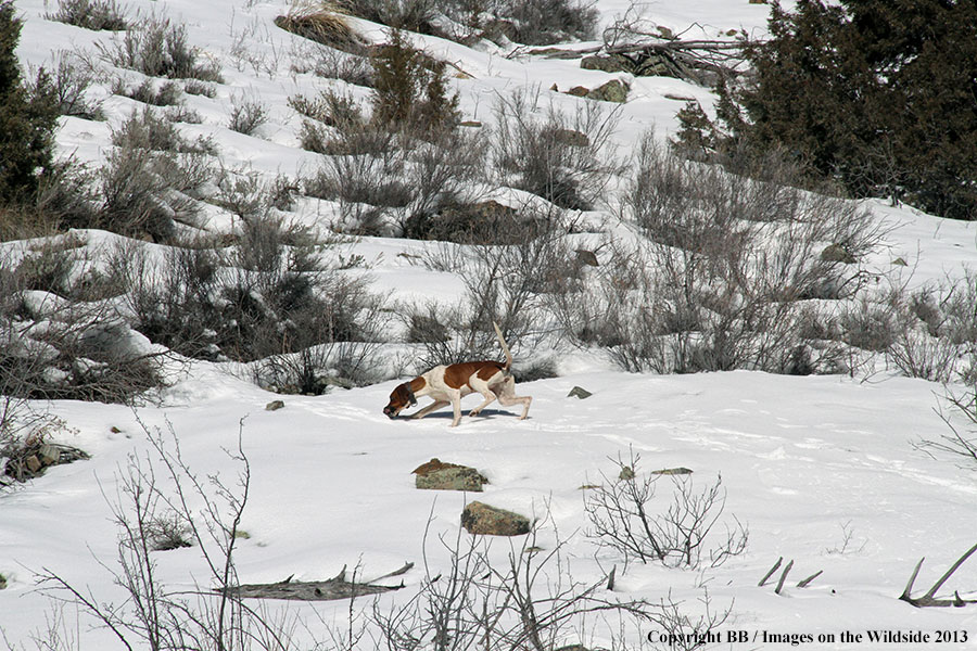 Hunting dog tracking mountain lion.