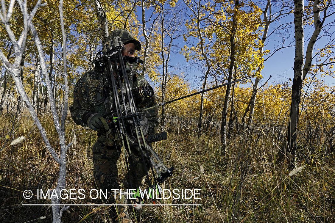 Bowhunter pursuing Rocky Mountain Elk.