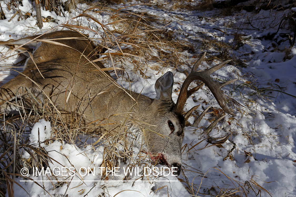 Downed white-tailed buck in field.