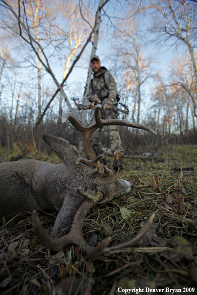 Bowhunter approaching whitetail buck.