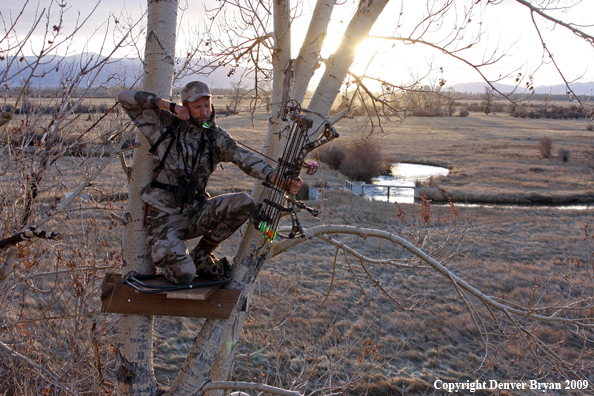 Bowhunter aiming bow from tree stand.