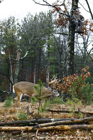 Bowhunting for wite-tailed deer from tree stand.