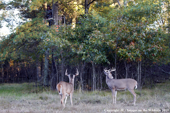 Bowhunter in treestand with white-tailed deer on ground. 