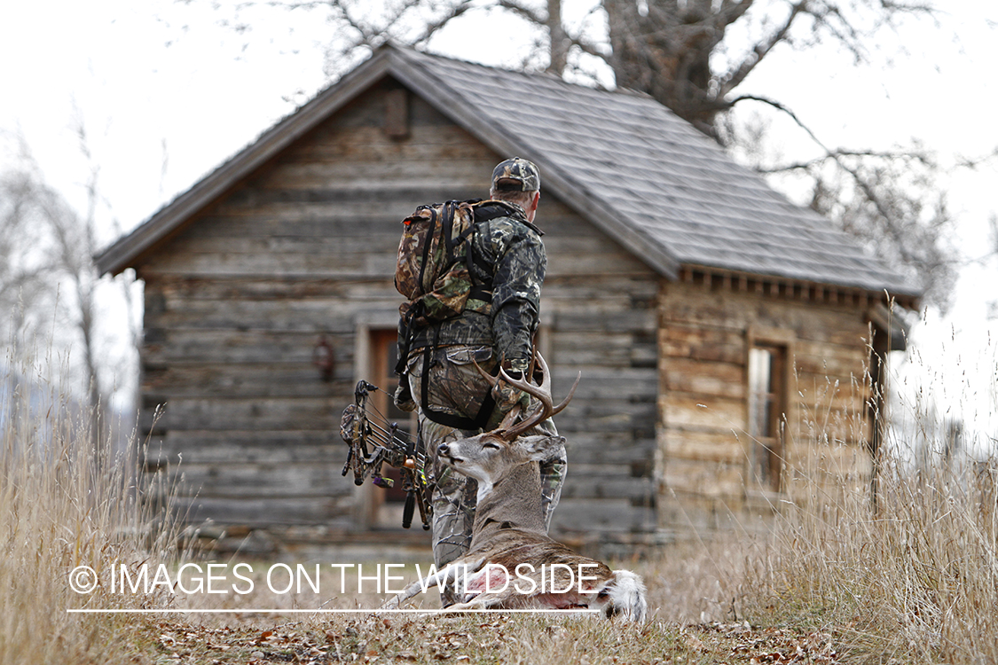 Bowhunter dragging bagged white-tailed buck.