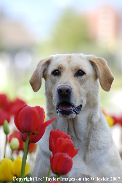 Yellow Labrador Retriever