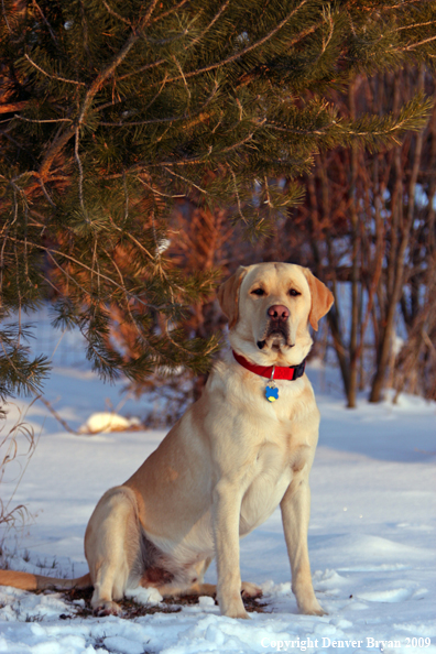 Yellow labrador retriever