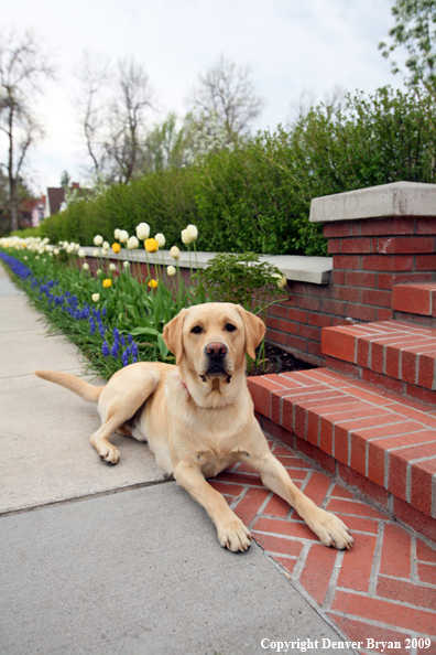 Yellow Labrador Retriever by flowers