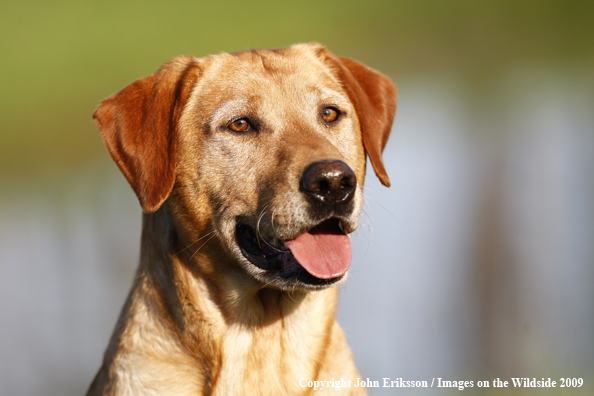 Yellow Labrador Retriever in field