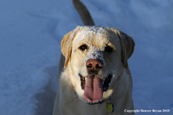  Yellow lab playing in snow.