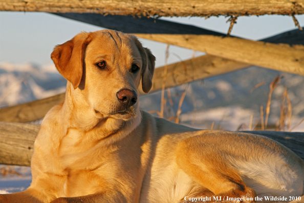 Yellow Labrador Retriever